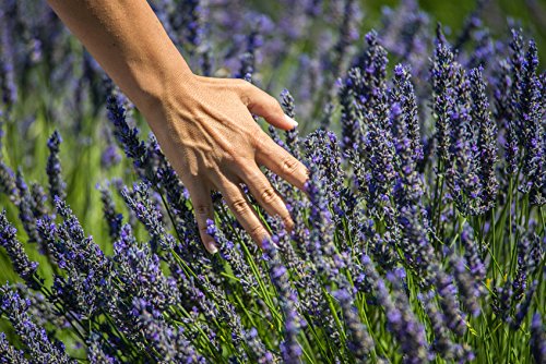 US Organic 100% Pure Lavender Essential Oil, Directly sourced from Bulgaria, USDA Certified Organic, Undiluted, for Diffuser, Humidifier, Massage, Skin, Hair Care, Non GMO, 30 ml 2 Pack