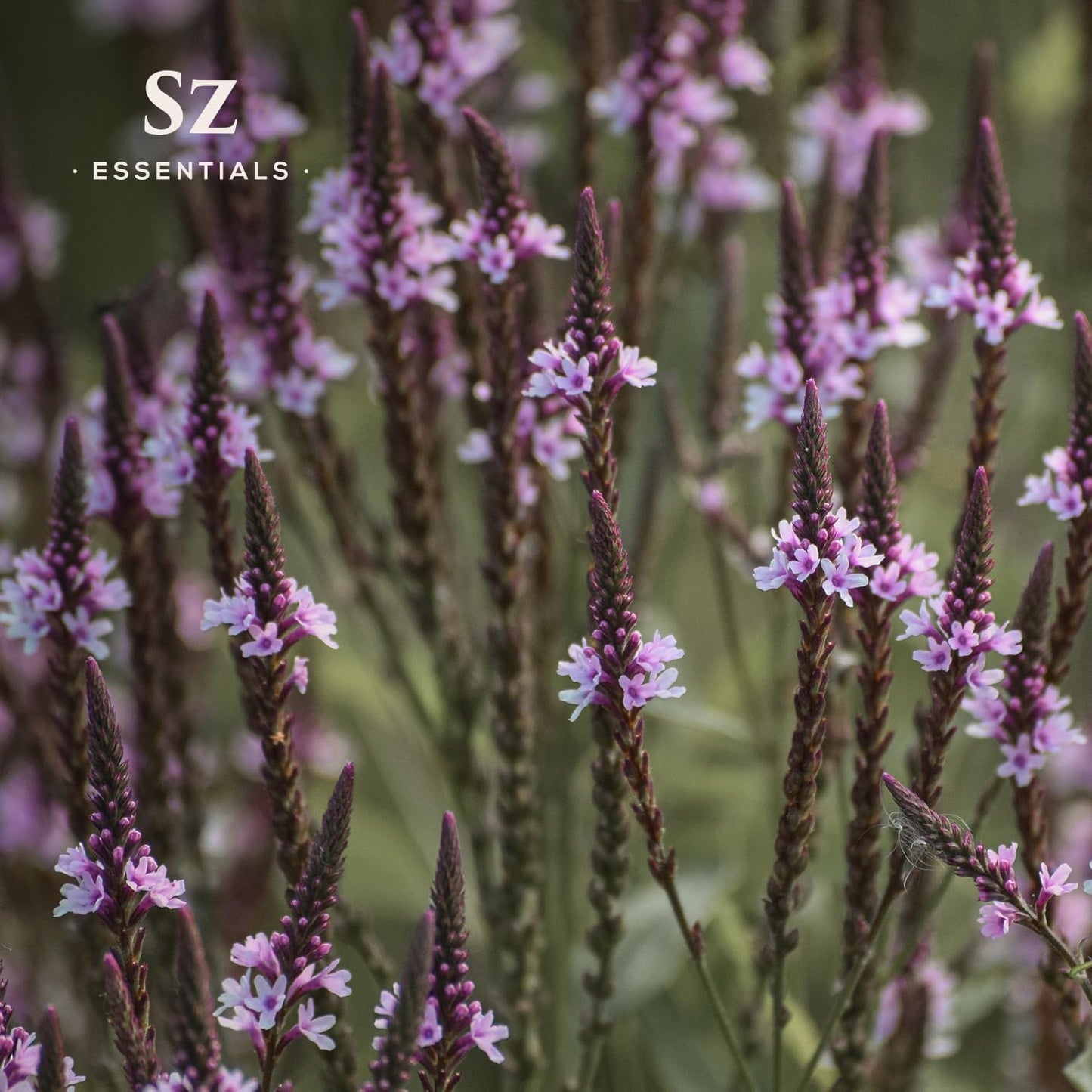 Vervain Oil – Evil Spirit Protection, Love Spell, Witchcraft, Magickal Healing, Aromatherapy & Diffuser Use, Natural Perfumery, Candle Rituals, Anointing, Hoodoo, Wiccan, Voodoo - Vegan